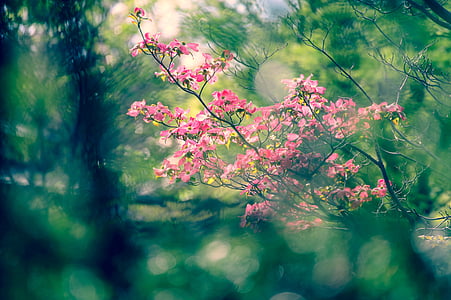 pink flowers thumbnail