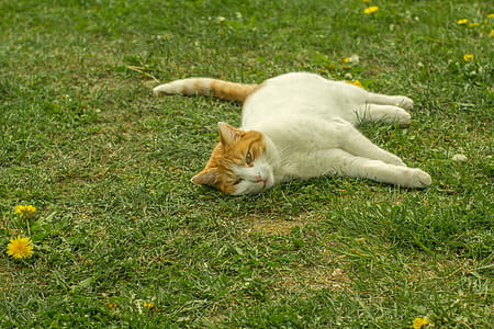 White and Orange Tabby Cat Lying on Grass thumbnail