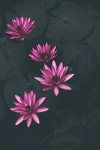 four purple lotus flowers on body of water thumbnail