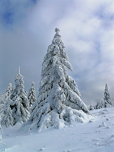 trees covered with snows thumbnail
