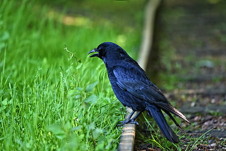 photo of crow near grass thumbnail
