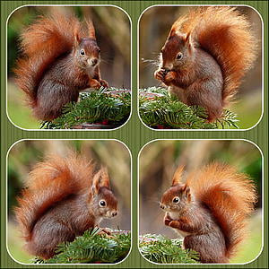 brown squirrel collage thumbnail