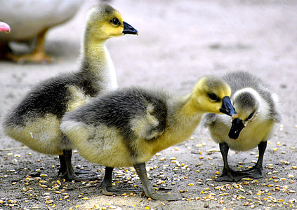 three yellow-and-gray ducklings thumbnail
