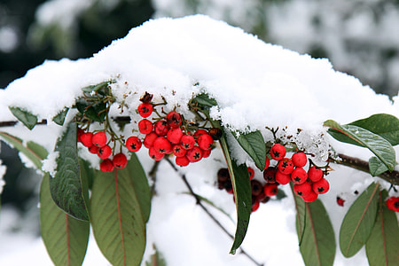 round red fruits covered by snow thumbnail