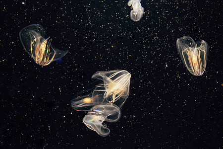 jelly fishes wallpaper thumbnail