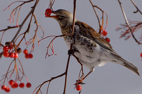 brown and white bird perching on tree branch eating red fruit thumbnail