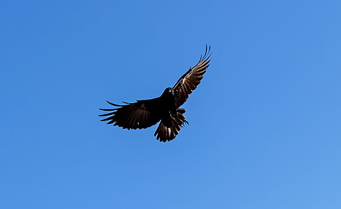 closeup photo of flying bird thumbnail