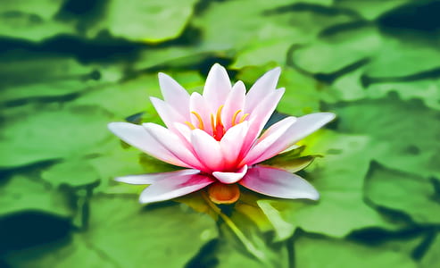 pink waterlily flower on green pod macro photography thumbnail