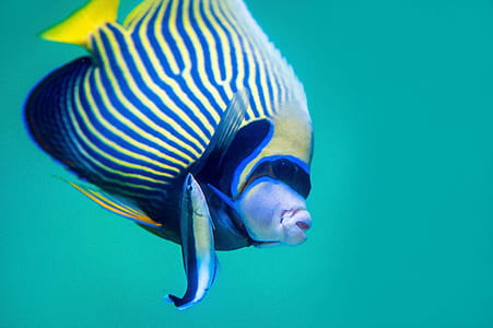 blue and multicolored fish thumbnail
