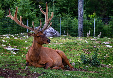reindeer laying on green grass thumbnail
