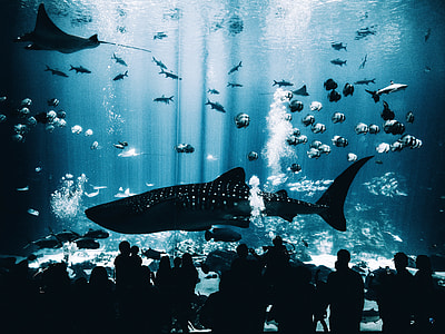 silhouette of people watching school of fish in a large aquarium thumbnail