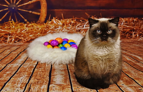 adult gray Siamese cat sitting on brown wooden surface thumbnail