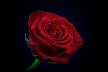 selective macro photography of red rose flower thumbnail
