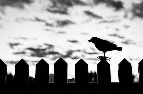 silhouette of bird on fence thumbnail