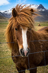 brown and white horse under white and blue cloudy sky thumbnail