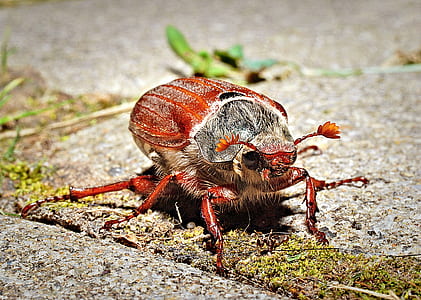 red and black beetle on ground close-up photo thumbnail