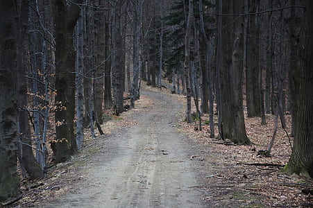pathway surrounded by withered trees thumbnail