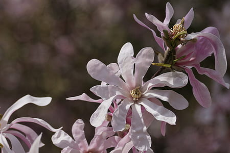 white-and-pink star magnolia flower in selective focus photography thumbnail