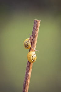 two snails crawling on stick thumbnail