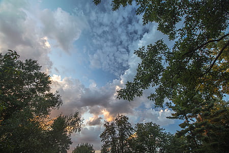 green leaf tree at day time thumbnail