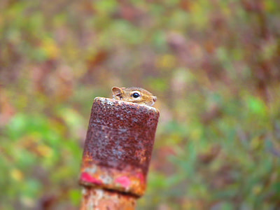 squirrel on brown pipe thumbnail