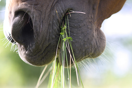 animal eating grass thumbnail