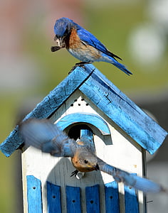 shallow focus photo of blue birds on birdhouse thumbnail