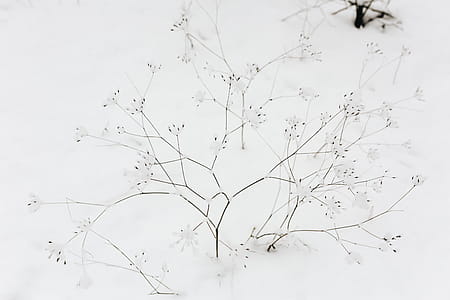 Snow on dry twigs thumbnail