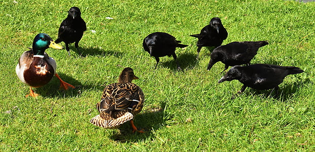 two mallard ducks and five black crows thumbnail