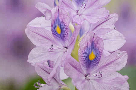 close up photo of purple petal flower thumbnail