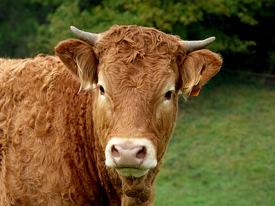 closeup photo of brown water buffalo thumbnail