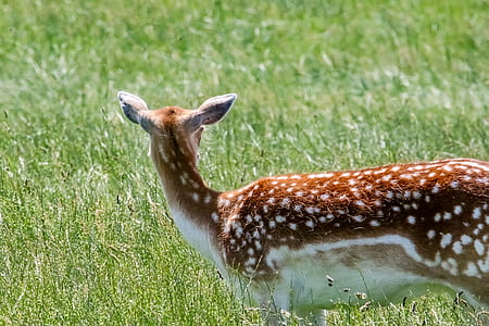 brown spotted deer on green grassland thumbnail