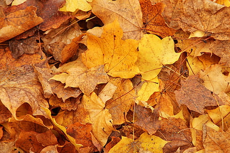 closeup of pile of fallen maple leaves thumbnail