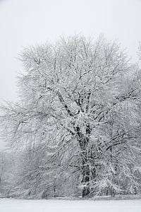 wither tree coated with snow thumbnail
