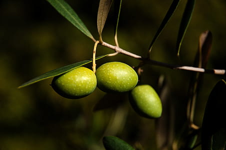 closeup photo of green fruit thumbnail