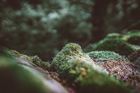closeup photo of a stone with moss thumbnail