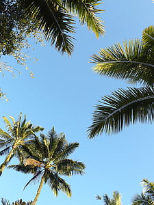 low-angle photography of green leaf coconut trees under blue sky thumbnail