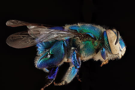 bottle fly thumbnail