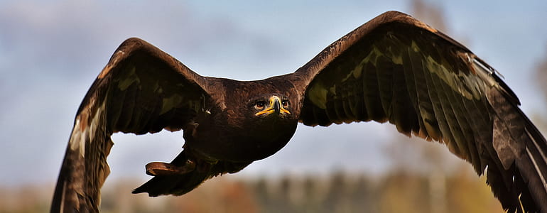 selective focus photo of a bald eagle thumbnail
