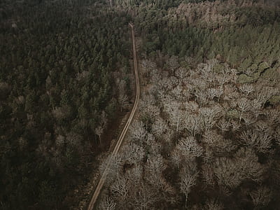 concrete road surrounded by trees thumbnail