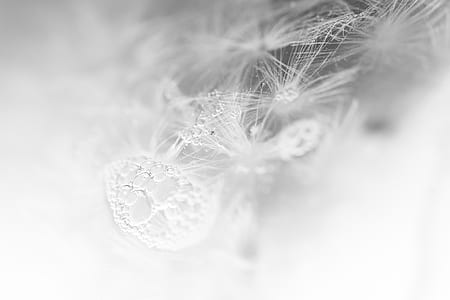 dandelion, air bubbles, cold, frozen, flower, blossom thumbnail