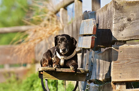 black Labrador retriever on the wooden chair thumbnail