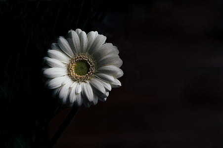 closeup photography of white Gerbera flower thumbnail
