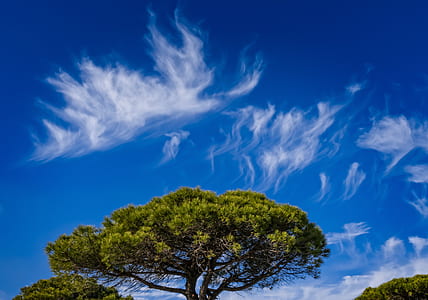 landscape photography of trees and sky thumbnail
