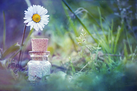 closeup photo of white daisy flower thumbnail