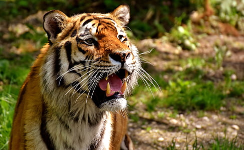 shallow focus photography of tiger thumbnail