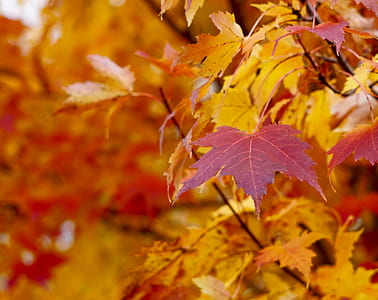 closeup photo of maple leaves thumbnail