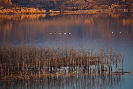 flock of birds flying above large calm body of water thumbnail