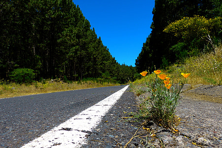 yellow flowers on roadside thumbnail