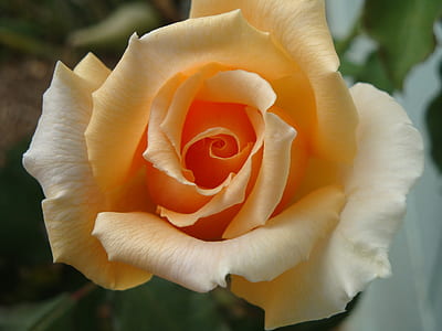 orange and white rose in close-up photography thumbnail